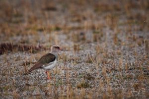 Andean Lapwing Cotopaxi National Park Ecuador