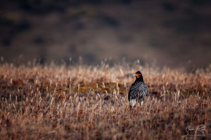 Andean bird Cotopaxi National Park Curiquinge Ecuador