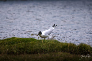 Andean gull Cotopaxi National Park