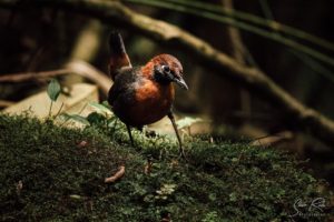 Antpitta Paz tour