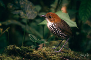 Antpitta Wilhemine