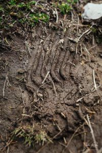 Bear tracks Parque Nacional Cazambe Coca