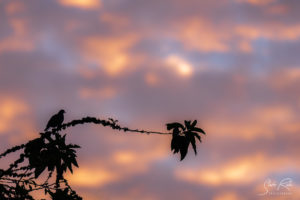 Bird Silhouette Sunset Tree