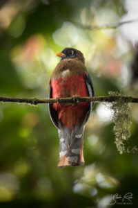 Bird posing Paz tour