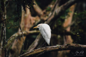 Bird sitting Cattle egret Tree