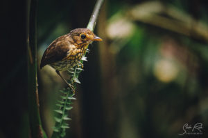 Bird stealing Antpitta food Paz tour