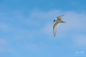 Bird watching Ecuador Machallilla