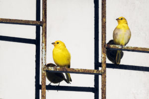 Birds in railing Ecuador Machallilla