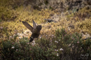 Black Hummingbird Cajas National Park