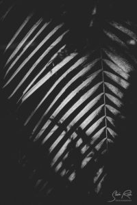 Black and White Leaf