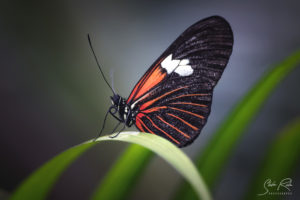 Black red Mariposa Mindo