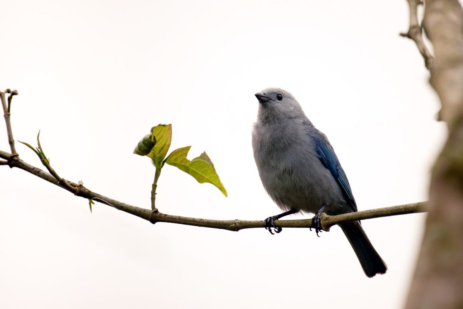 Blue Bird Mindo Tree