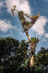 Bromelia Jungle Tree