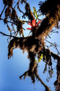 Bromelia Rugged tree