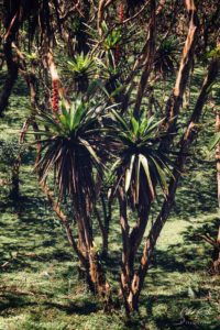 Bromelia Trees