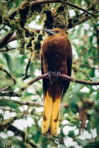 Brow and Yellow Bird Icterid