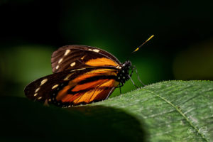 Butterfly Ecuador Mariposa