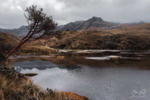 Cajas National Park Lake and Tree