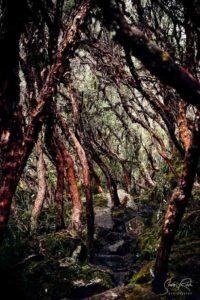 Cajas National Park Path through gnarly trees