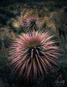 Cajas National Park Plants