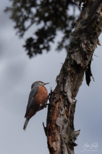 Cajas National Park Woodpecker