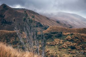 Cerro Guagua Pichincha Ecuador Plants Quito