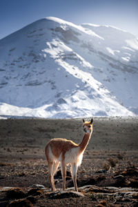 Chimborazo Sunrise Viscuna