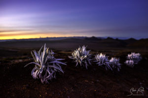 Chimborazo at sunrise El Arenal Parking Purple leaves