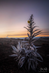 Chimborazo at sunrise Flower