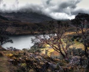 Cloudy landscape Parque Nacional Cajas