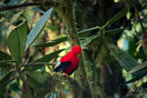 Andean red Cock-of-the-rock