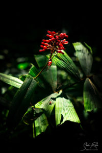 Contrast Green leaves Red plant