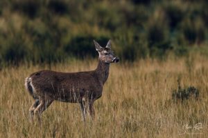 Cotopaxi National Park Deer