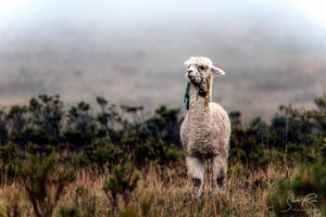 Cotopaxi National Park Lama