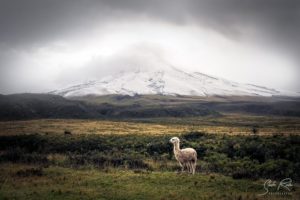 Cotopaxi National Park Posing Lama