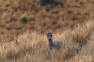 Deer El Agua y la Vida