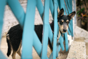 Dog in fence