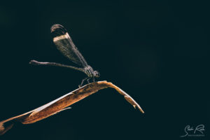 Dragonfly in the forest