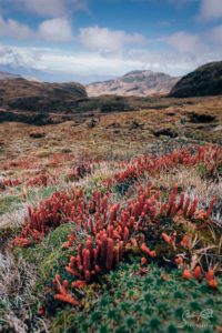 Ecuador El Agua y la Vida Red flowers