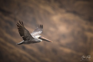 Ecuador Machallilla Pelican