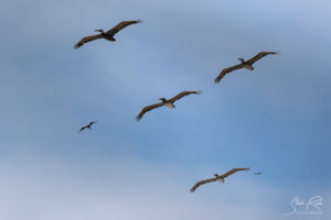 Ecuador Machallilla Pelicans