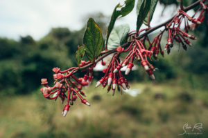 Ecuador San Rafael Tree flowers