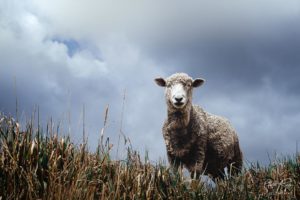 Ecuador Sheep in the fields