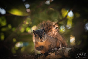 Ecuadorian squirrel Staring