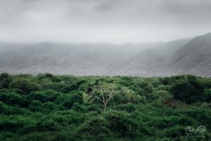 Agua Blanca Ecuador Tree in fog