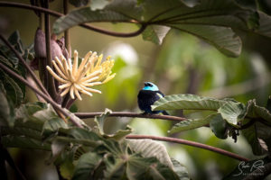 Flower Mindo Small Bird Tree