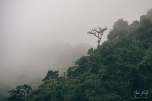 Fog at way to Reserva Pululahua