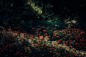 Forest Red flowers Sunlight