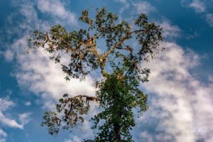 Gnarly Sunrays Tree