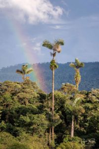 Golden light Palms Rainbow